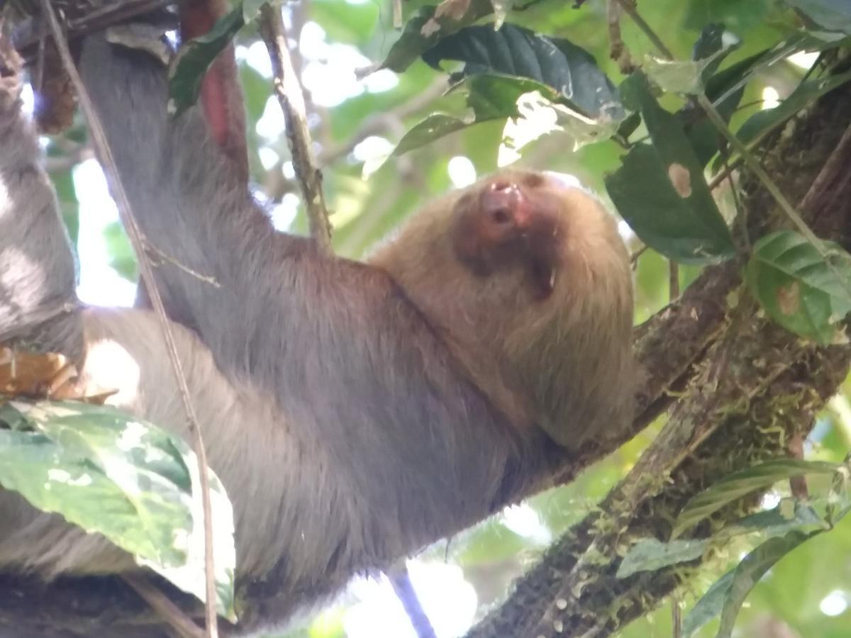 Casita Happy Feet And Tours Corcovado Hotel Drake Bay Luaran gambar